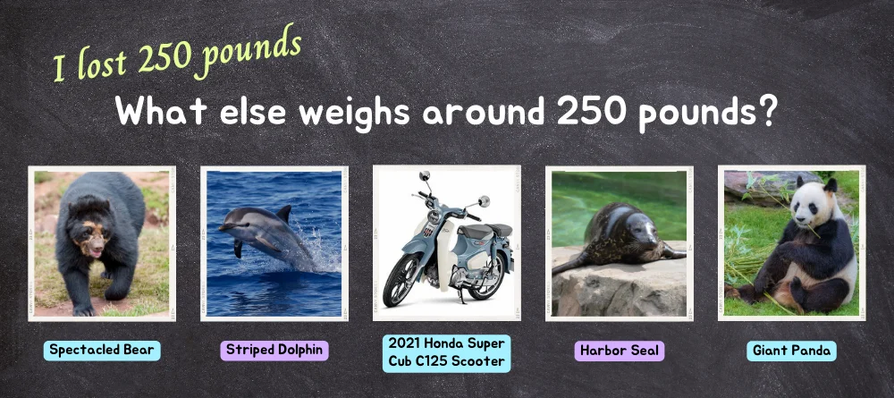 A photo depicting animals and a scooter that each weigh around 250 pounds including a giant panda, harbor seal, Honda scooter, dolphin and spectacled bear.