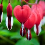 Photo of a bleeding heart flower.