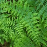 Photo of healthy green fern leaves.