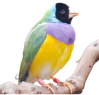 Photo of a Gouldian Finch on a thick bare branch.