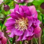 Photo of a pink and purple Hellebore flower up close.