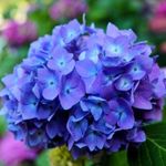 Photo of blue Hydrangea flowers.