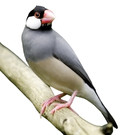 Photo of a Java finch on a branch.