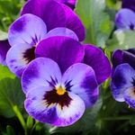 Purple and blue pansies flower up close.