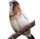 Photo of a society finch on a branch.