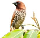 Photo of a Spice finch on a plant.