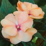 Photo of peach-yellowish impatiens flower.