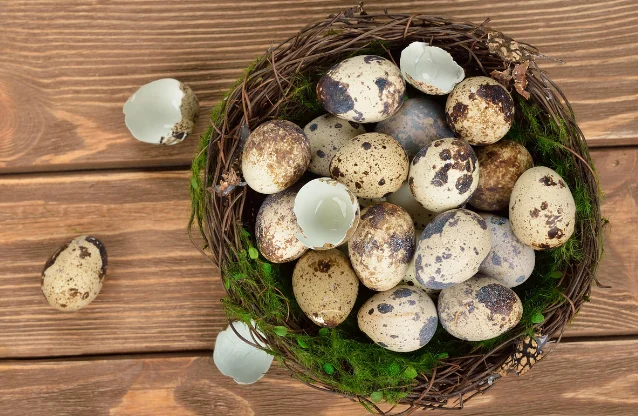 Quail Egg Scissors, Pigeon Eggs, Farm Fresh Quail Eggs, All Natural Quail  Eggs, Eggs, Quail Egg Nutrition, Quail, Quail Recipes, Raise Quail 