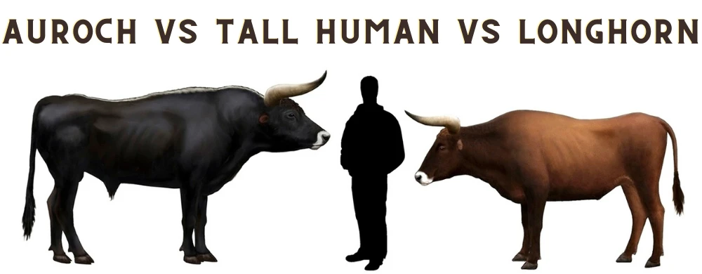 Image of Auroch cow size compared to man and modern day longhorn cattle