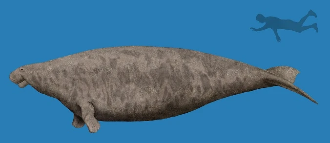 Image of Stellar's Sea Cow that was driven to extinction by humans.