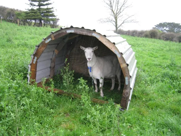 An easy curved DIY goat shelter made of recycled materials.This sheltered was put together for $60.