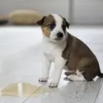 A puppy standing next to a puddle of water.