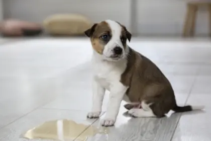 A puppy standing next to a puddle of water.