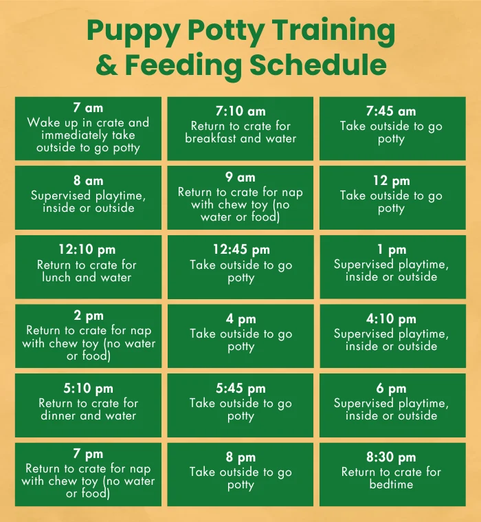 A three column chart breaking down the day by time of puppy potty and feeding schedule.