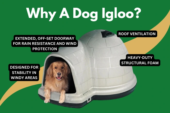 The reasons why a dog igloo is a good choice for outdoor protection and shelter for feral cats.