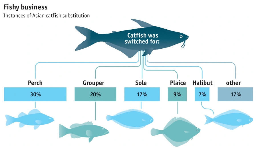 A diagram showing the different types of fishes that catfish has been used as a fraudalent substitute.