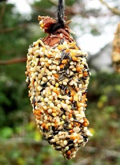 A homemade pine cone bird feeder hanging from a tree.