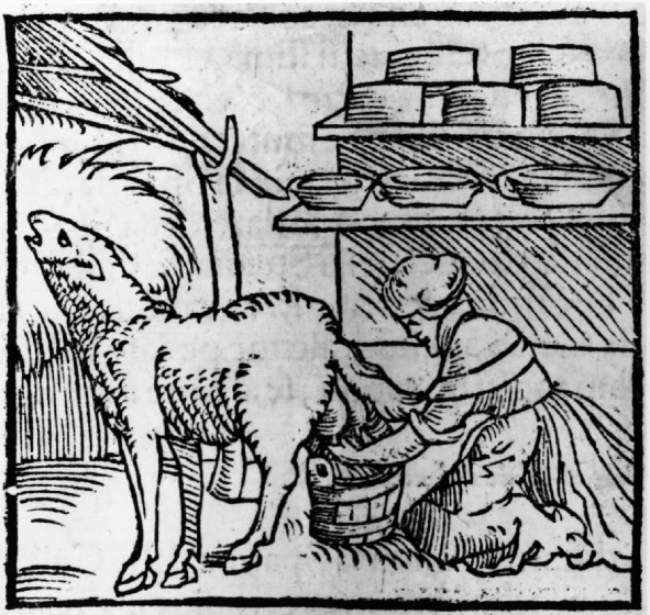 1546 - A woman milks a sheep with cheeses stored on nearby shelves in this woodcut. Source: Hulton Archive