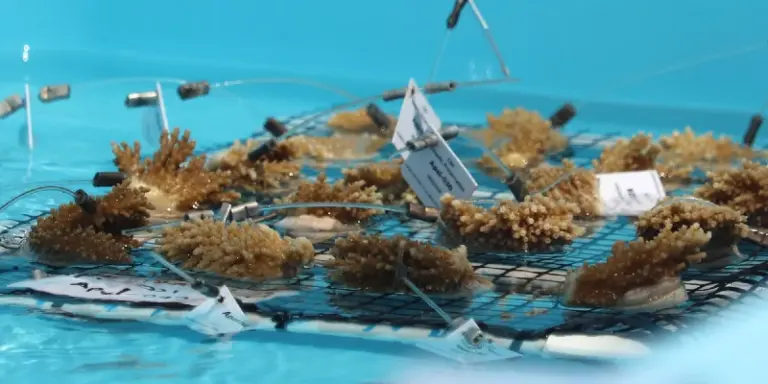 Photo of selection of Florida Corals rescued from rapidly heating water now held at Keys Marine Laboratory