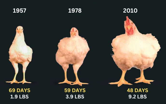 A graphic comparing chicken size from 1957 to 2010