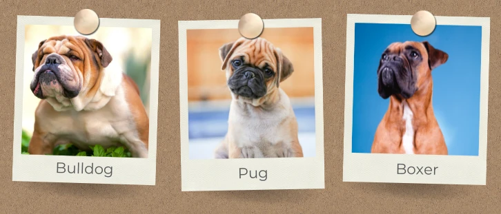 Three photos on a corkboard; bulldog, pug and boxer dog.